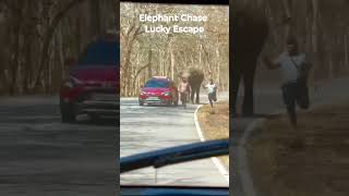 Elephant Chase Video I Tourists Lucky escape from charging Elephant near Bandipur National Park [upl. by Ofella]