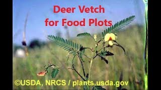 Deer Vetch for Food Plots [upl. by Acissej348]