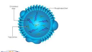 Lipoprotein Structure [upl. by Ilojne]