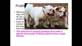 Selective breeding for IGCSE Biology [upl. by Euqnomod626]