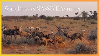 WILD DOGS vs MASSIVE Eland [upl. by Wehttan274]