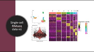 Singlecell RNAseq data visualization in R [upl. by Marutani251]