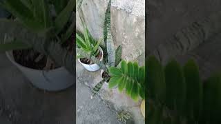 Beautiful Lucky Plants In A Potlike subscribe satisfying shorts plantsgardenshare shortsfeed [upl. by Ibbor]