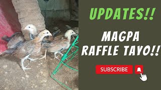 WINNING LINES IPARAFFLE NA NATIN YAN  4CDM FARM  GAMEFOWL BREEDERS  BREEDERS [upl. by Derr600]