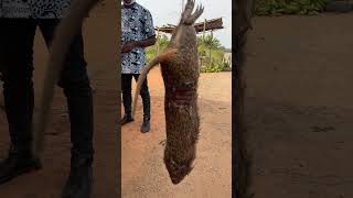 🇬🇭 Giant Rat Grasscutter Exotic Street Food Ghana shorts [upl. by Molly]