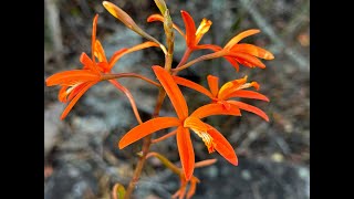 Rupiculous Cattleyas InSitu [upl. by Eudoca]