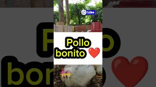 🤩 Identifique un pollo de engorde de buena calidad 😎 pollos pollosdeengorde [upl. by Huntlee962]