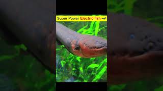 electric fishshorts electric eel attack  electric eel vs crocodile [upl. by Chloris]