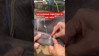 Intravenous injection in ear vein l dr Umar khan [upl. by Chalmers581]