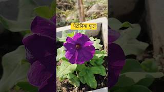 Petunia flower update  01 petunia flowergardening winterflower [upl. by Nuoras]