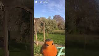 Oiseaux du jardin  Novembre 2024 [upl. by Darcy137]