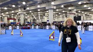 Ipso Facto Agility meetthebreeds [upl. by Nivlen]