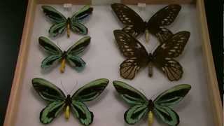 Cal Academy Butterfly Collection Science on the SPOT [upl. by Naaitsirhc]