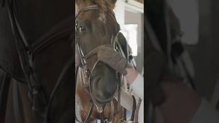 How to properly put on a noseband 🤠✔️ [upl. by Nikral]