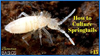 Easy Way to Get Lots of Springtails  Culturing Springtails  Bioactive Basics 15 [upl. by Millan]