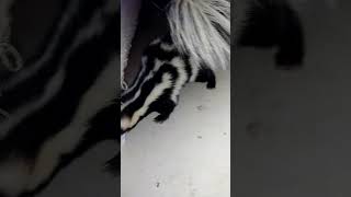 Spotted Skunk Playing with Marble Egg [upl. by Heurlin944]