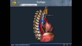 Apparato digerente 07 Esofago [upl. by Halivah]