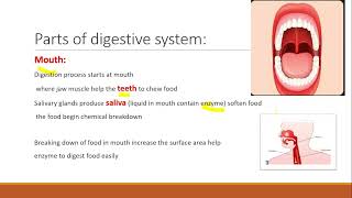 concept2 lesson 4 part1 human digestive system [upl. by Yelrak]