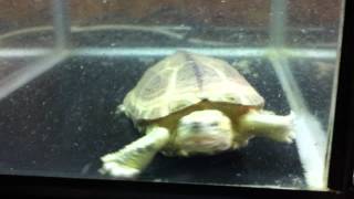 Albino Reeves Turtle [upl. by Annert]