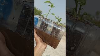 Mini Hydroponic System 😍🌱🌿 indianfarmer gardening indiangardeners phoolpatte hydroponics [upl. by Anhpad234]