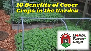 10 Benefits of Cover Crops in Your Garden [upl. by Haas]