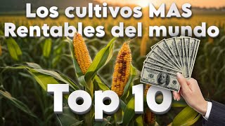 Los 10 Cultivos MAS RENTABLES del mundo [upl. by Sabir]