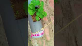 Short terrace garden strawberry plant garden shortvideo lovely kitchen garden [upl. by Janifer]