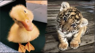 Cute Baby Animals Videos Compilation  Funny and Cute Moment of the Animals 30  Cutest Animals [upl. by Annaujat]