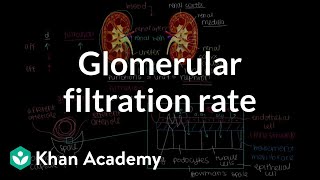 Changing glomerular filtration rate  Renal system physiology  NCLEXRN  Khan Academy [upl. by Helve997]