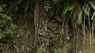 Erithacus rubecula Rotkehlchen European robin nest [upl. by Zinck]