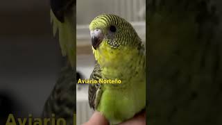 POLLITO ALAS NEGRAS aviario periquitos budgies birds youtubeshorts shortsvideo shorts [upl. by Crescantia]