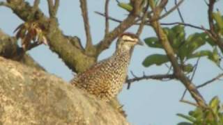 鷓鴣 Chinese Francolin [upl. by Intihw100]