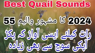 Best Quail Sound For Night Hunting 2024 Volume 55  Batair ki Awaz  Quail Voice [upl. by Fusuy]