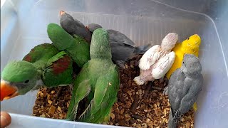 Talking Parrot Price  Lalukhet Birds Market  Grey Raw Ringneck Chicks Price [upl. by Humo]