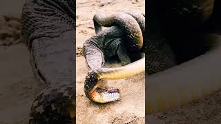 Dragão de Komodo vs Cobra Batalha Mortal 🐍 [upl. by Larner]