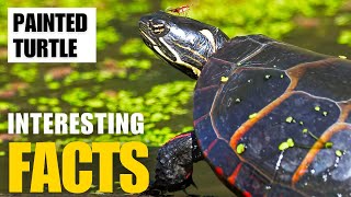 Exploring the Fascinating World of Painted Turtle  Interesting Facts  The Beast World [upl. by Altis267]