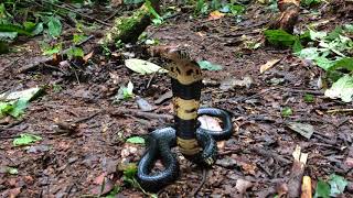 Forest Cobra Naja melanoleuca [upl. by Meingolda]