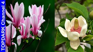 10 Variedades de Magnolias [upl. by Chrisse678]