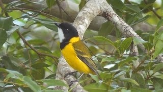 Australian Golden Whistler Pachycephala pectoralis HD Video Clip 1  1 [upl. by Mcintyre]