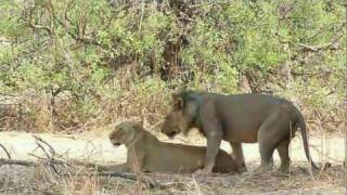 Löwen beim Akt der Fortpflanzung mating lions [upl. by Qerat]