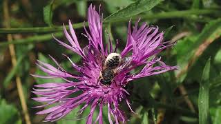 Patchwork Leafcutter Bees Megachile centuncularis Holy Trinity Church Buckfastleigh Devon [upl. by Matt]