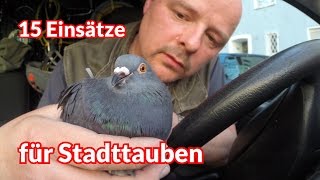 15 Einsätze für Stadttauben  Tiernotruf 72 [upl. by Coreen]