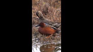 Cinnamon Teal [upl. by Nuawtna721]