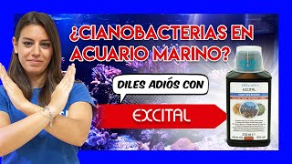 Elimina la CIANOBACTERIA en el ACUARIO MARINO con EXCITAL [upl. by Anad]