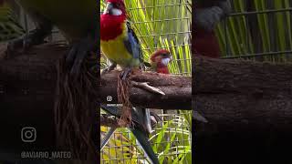 Rosellas tricolores [upl. by Gean10]