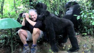 Touched by a Wild Mountain Gorilla The Original [upl. by Aztiram]