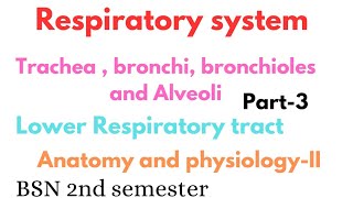 Trachea bronchi bronchioles and alveoli  lower respiratory tract  respiratory system anatomy [upl. by Vin]