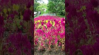 CELOSIA FLOWER GARDEN [upl. by Llewop]