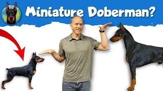 Miniature Pinscher vs Doberman Pinscher When It’s Time to Go Small [upl. by Kresic]