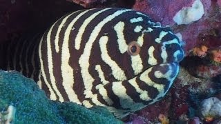 Moray Eels  Reef Life of the Andaman  Part 7 [upl. by Adnoluy]